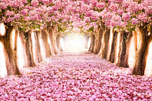 Plagát Stromy s ružovými kvetmi zs1259